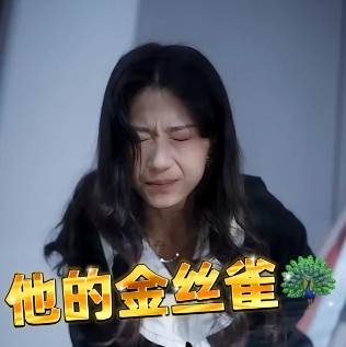 他的金丝雀短剧高清完整版下载(多多追剧)